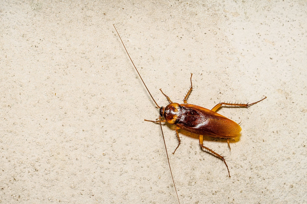 Cockroach Control, Pest Control in Bellingham, SE6. Call Now 020 8166 9746