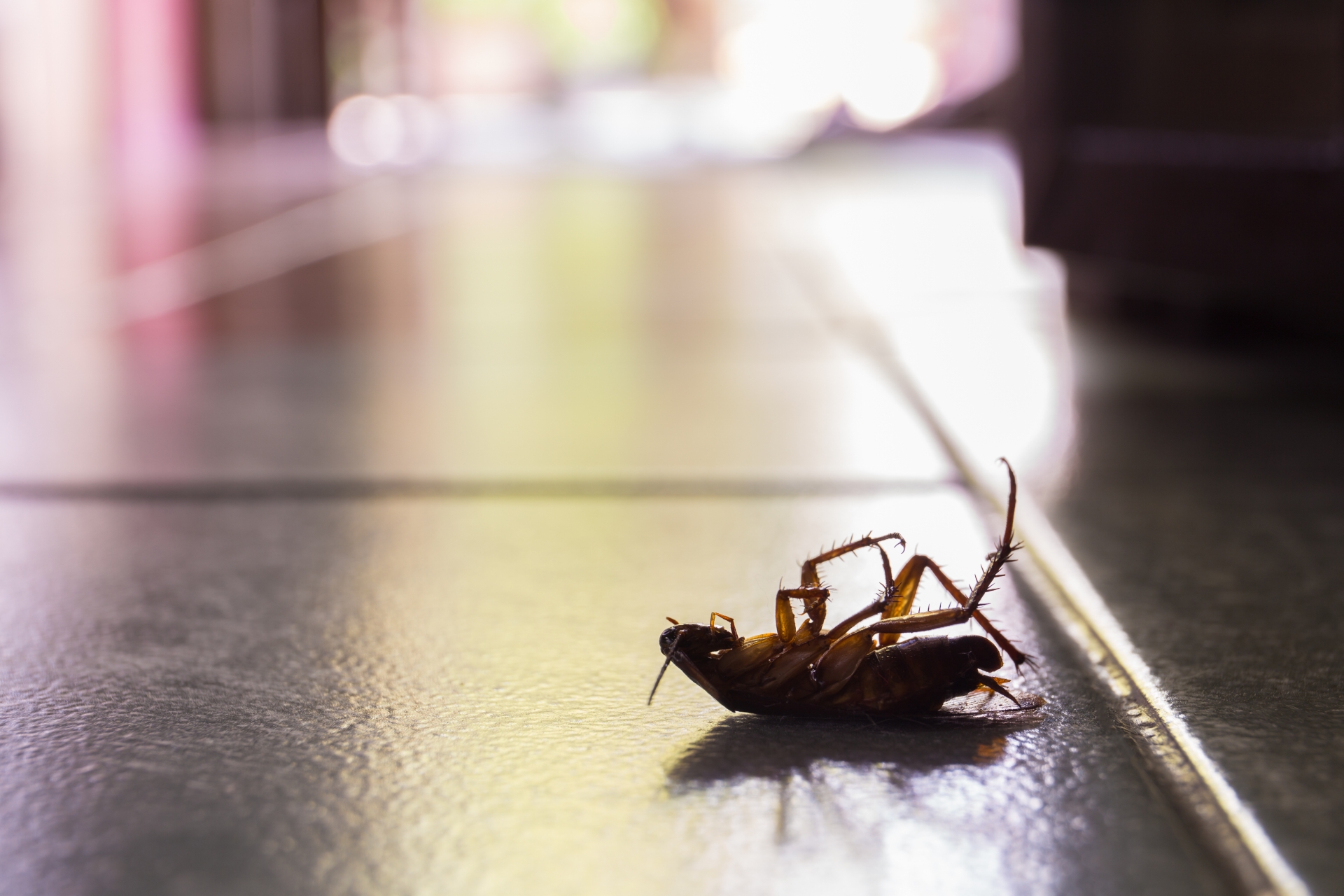 Cockroach Control, Pest Control in Bellingham, SE6. Call Now 020 8166 9746