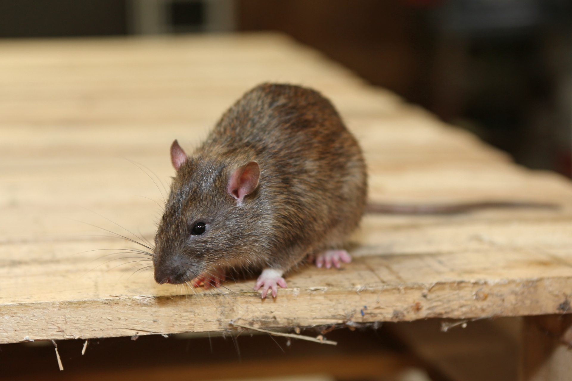 Rat Infestation, Pest Control in Bellingham, SE6. Call Now 020 8166 9746