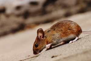 Mouse extermination, Pest Control in Bellingham, SE6. Call Now 020 8166 9746