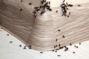 Ant Control, Pest Control in Bellingham, SE6. Call Now 020 8166 9746