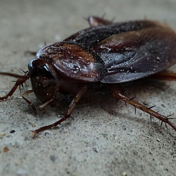 Cockroaches, Pest Control in Bellingham, SE6. Call Now! 020 8166 9746