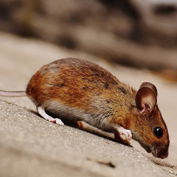 Mice, Pest Control in Bellingham, SE6. Call Now! 020 8166 9746